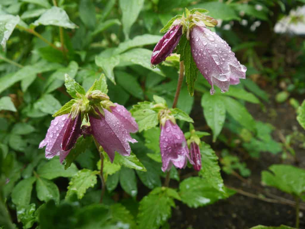 雨の日の鮮やかに咲く 額紫陽花 ホタルブクロ お母さん大学