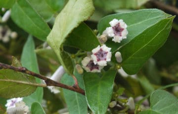 残念な名前の雑草だけど白くて小さいかわいい花 屁糞葛 ヘクソカズラ お母さん大学